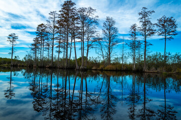 A serene image of tall cypress trees reflected in a calm pond, Okefenokee Swamp, Georgia, USA