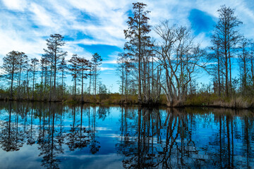 A serene image of tall cypress trees reflected in a calm pond, Okefenokee Swamp, Georgia, USA © SVDPhoto