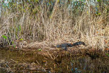 An alligator resting in serene waters surrounded by lush vegetation under sunny skies, Okefenokee Swamp, Georgia, USA