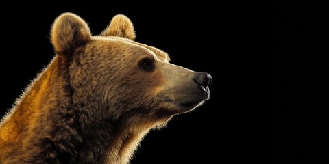Obraz premium Photo of a bear isolated against a black background, emphasising the bear's majestic features. Wildlife and conservation concept, space for copy.