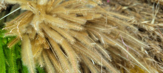 wheat vessel seen from above