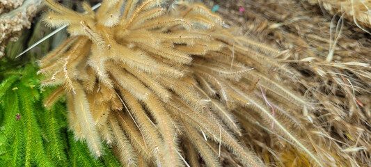wheat vessel seen from above