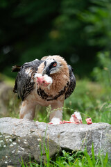 bearded vulture close up while eating