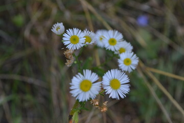 Charming wild daisies in their natural habitat showcasing their simple elegance and bright cheerf