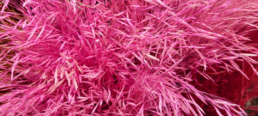 Fototapeta premium dried colorful flowers together in a bouquet