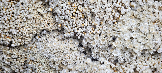 bouquet of white flowers in arrangement