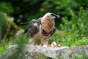 bearded vulture