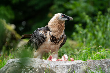 bearded vulture