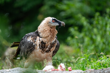 Fototapeta premium bearded vulture eating meat