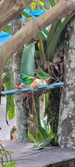 bird feeder with green birds