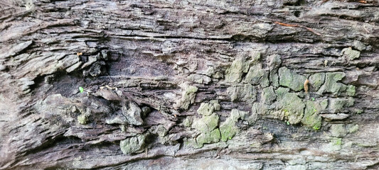 dark rustic wood with veins