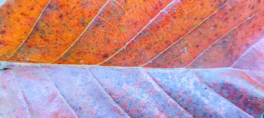 Obraz premium dry autumn leaves close up