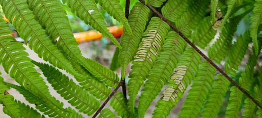green fern leaves in nature with kayak in background