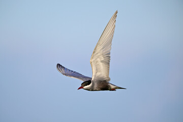 Weißbart-Seeschwalbe // Whiskered tern  (Chlidonias hybrida) - Skutarisee, Motenegro