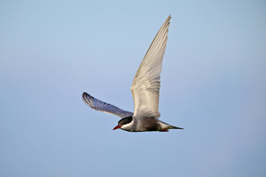 Wei&szlig;bart-Seeschwalbe // Whiskered tern  (Chlidonias hybrida) - Skutarisee, Motenegro