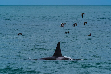 Fototapeta premium Killer Whale, Orca, hunting a sea lions , Peninsula Valdes, Patagonia Argentina