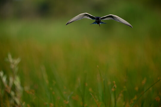Wei&szlig;bart-Seeschwalbe // Whiskered tern  (Chlidonias hybrida) - Skutarisee, Motenegro