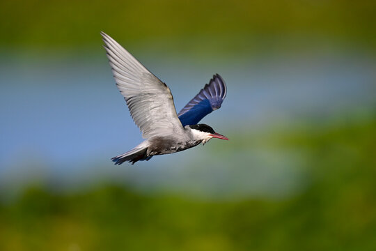 Whiskered tern // Wei&szlig;bart-Seeschwalbe (Chlidonias hybrida) - Lake Skadar, Motenegro