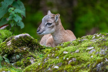 Baby Mufflon in the forest
