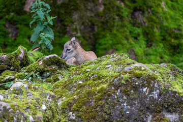 Baby Mufflon in the forest