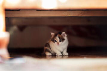 beautiful little curious fluffy kitten sitting on the floor and curiously peeking out from under the bed