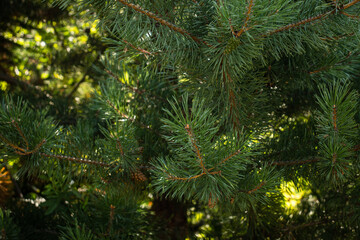 Conifer close up for backgrounds