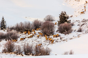 Rocky Mountain Elk (Cervus canadensis nelsoni) in Colorado in winter