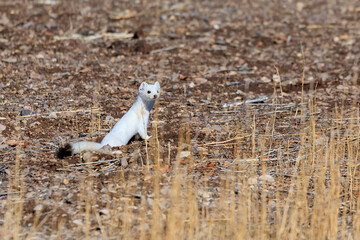 Ermine or Stoat (Mustela erminea) at Monte Vista National Wildlife Refuge