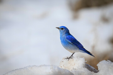 Male Mountain Bluebird (Sialia currucoides) on a snowbank near Creede, Colorado, USA