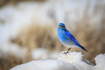 Male Mountain Bluebird (Sialia currucoides) on a snowbank near Creede, Colorado, USA