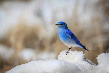 Male Mountain Bluebird (Sialia currucoides) on a snowbank near Creede, Colorado, USA