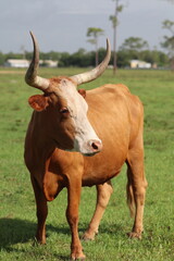 Red and White Texas Longhorn Milking Cow