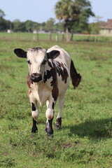 Young Brown and White Dairy Cow