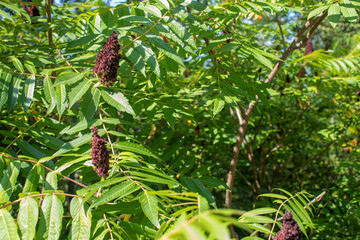 Close-up of sumac trees