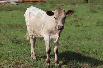 American Brown Swiss Calf