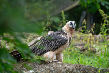 bearded vulture walking on the ground outside his nest