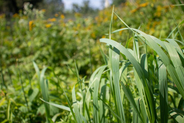 Tall grass close-up