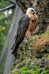 bearded vulture walking on the ground outside his nest