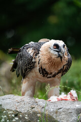 Bearded Vulture on the ground to eat