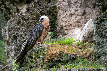 Bearded Vulture on the ground to eat