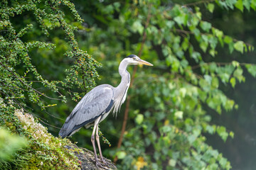 Grey Heron sitting on a tree