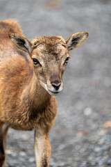 Fototapeta premium Baby Mufflon in the forest
