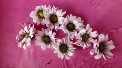 Chrysanthemum flowers float in water. Tiny chrysanthemum flowers floated in water on a red background. The concept of cosmetics, self-care, love, romance and Valentine's Day. Slow motion - Powered by Adobe