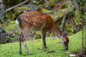 Wild Sika Deer 