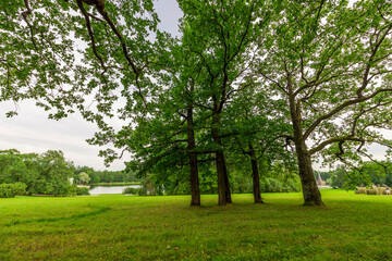 A serene park scene featuring towering trees casting shade over a lush green lawn. A shimmering lake stretches out in the distance, adding to the tranquil ambiance..