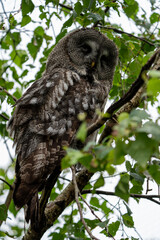 Owl sitting in a tree