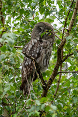 Owl sitting in a tree
