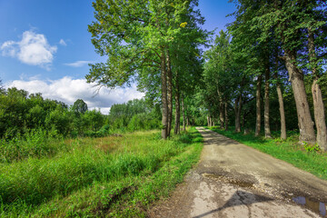 A tranquil dirt pathway winds through a vibrant forest, surrounded by tall trees and verdant grass under a bright summer sky.