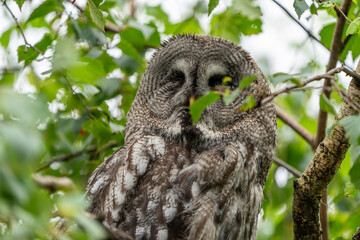 Owl sitting in a tree