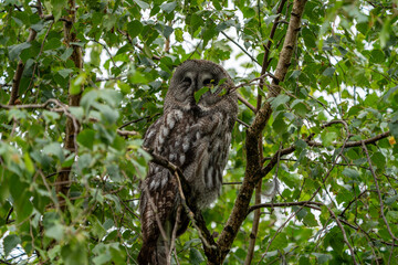 Owl sitting in a tree